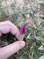 Callirhoe involucrata
