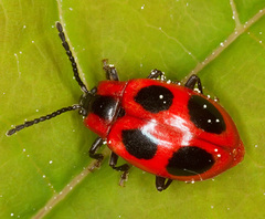 Endomychus coccineus