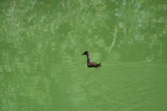 Gallinula chloropus