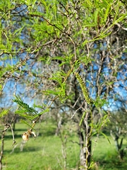 Prosopis affinis
