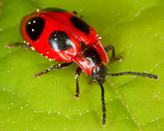 Endomychus coccineus