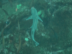 Mustelus albipinnis