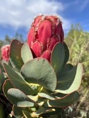 Protea grandiceps