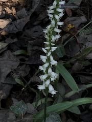 Spiranthes odorata