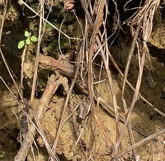 Lacerta viridis viridis