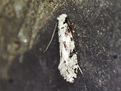 Nemapogon nevadella