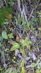 Pinguicula alpina