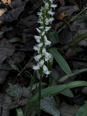 Spiranthes odorata