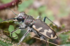 Cicindela formosa