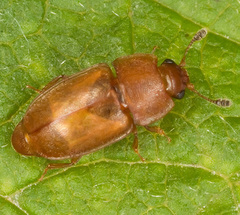 Epuraea