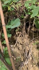 Lacerta viridis viridis