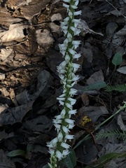 Spiranthes odorata