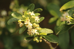 Erythroxylum emarginatum
