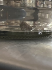 Echinargus isola