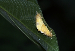 Euproctis lutea