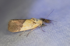 Ponometia semiflava