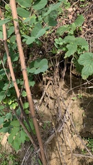 Lacerta viridis viridis