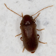 Ernobius mollis
