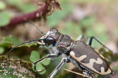 Cicindela formosa