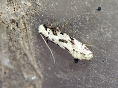 Nemapogon nevadella