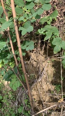 Lacerta viridis viridis