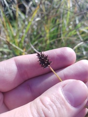Carex spicata