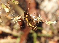 Telenassa berenice