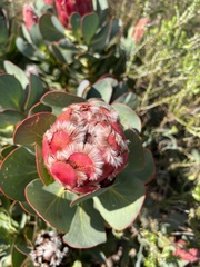 Protea grandiceps