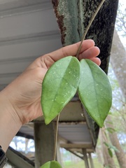 Hoya carnosa