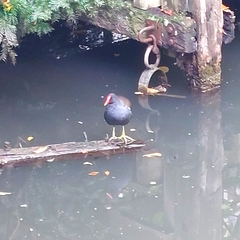 Gallinula chloropus
