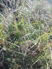 Carex spicata