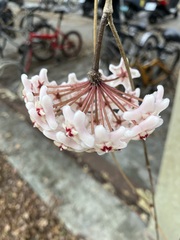 Hoya carnosa