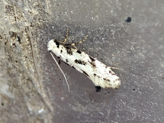 Nemapogon nevadella