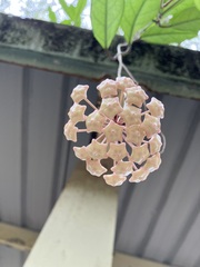 Hoya carnosa