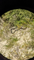 Pseudonaja affinis exilis