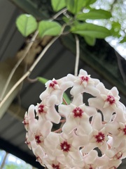 Hoya carnosa