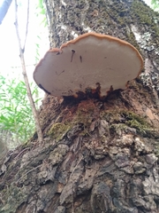 Ganoderma applanatum