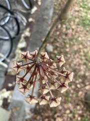 Hoya carnosa