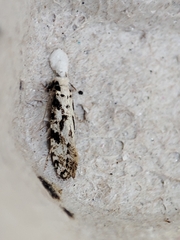 Nemapogon nevadella