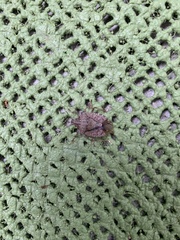Halyomorpha halys