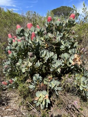 Protea grandiceps