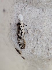Nemapogon nevadella