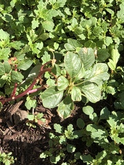 Amaranthus blitum