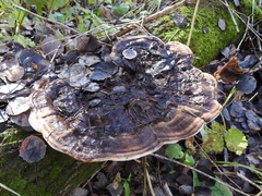 Ganoderma applanatum