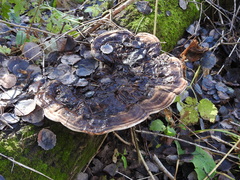 Ganoderma applanatum