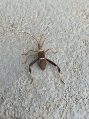 Leptoglossus zonatus