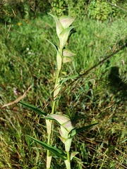 Commelina tuberosa