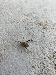 Leptoglossus zonatus