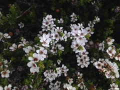 Leptospermum scoparium