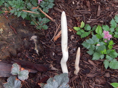 Clavariaceae